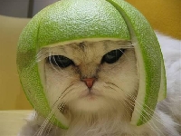 cat-hat.jpg
